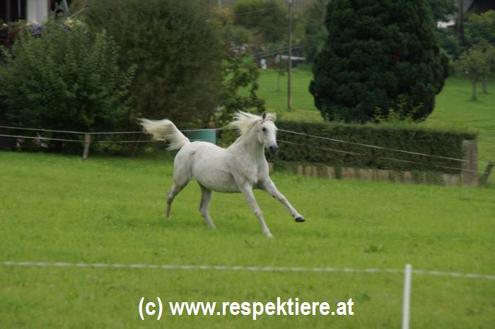 Pferde Shooting beim Bauern 112